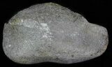 Fossil Whale Ear Bone - Miocene #63537-1